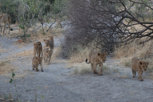 Passel of cubs! 